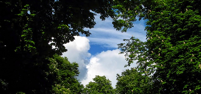 Viewpoint Trees Sky