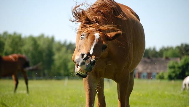 horse weird funny silly