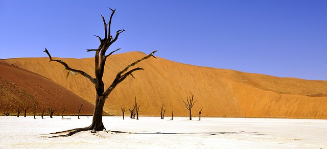 desert tree barren