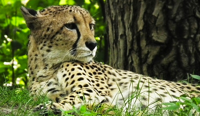 Cheetah Speed Relaxing