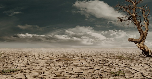 Desert Drought Tree